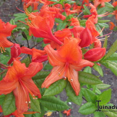 Rhododendron 'Hotspur Red' - 