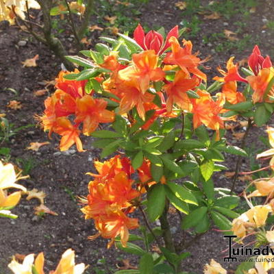 Rhododendron ’Golden Eagle’ - 