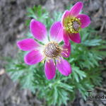 Anemone multifida 'ANNABELLA Deep Rose' - 