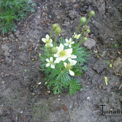 Anemone multifida 'ANNABELLA  Deep White' - 