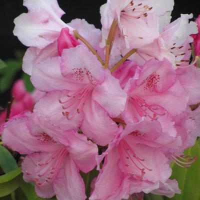 Rhododendron 'Albert Schweitzer' - Rhododendron 'Albert Schweitzer'