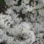 Rhododendron 'Schneewittchen' - 