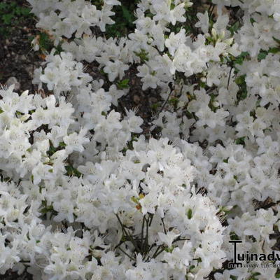 Rhododendron 'Schneewittchen' - 