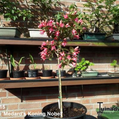 Fuchsia 'Medard's Koning Nobel' - 