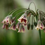 Allium siculum subsp. dioscoridis - 