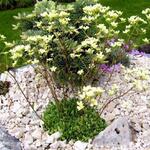 Saxifraga paniculata 'Lutea' - 