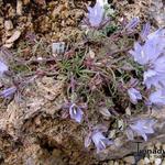 Edraianthus horvatii - Edraianthus graminifolius
