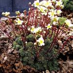 Saxifraga paniculata var. minutifolia - 
