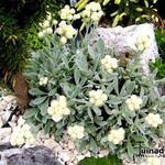 Helichrysum sibthorpii - Athos-Strohblume
