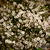 Gypsophila paniculata 'FESTIVAL White'