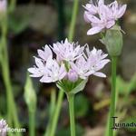 Allium uniflorum - 