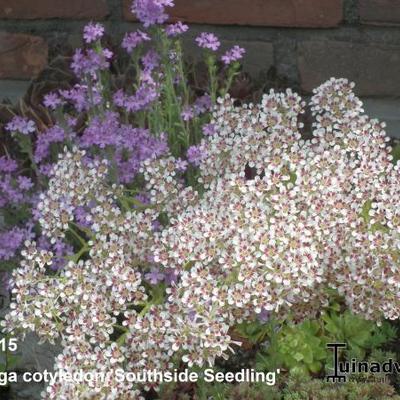 Saxifraga cotyledon 'Southside Seedling' - 