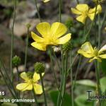 Ranunculus gramineus - Ranunculus gramineus - 