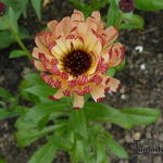 Calendula officinalis 'Bronzed Beauty' - 