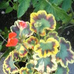 Pelargonium 'Contrast' - 