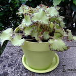 Begonia bowerae - 