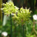 Allium obliquum - 