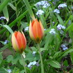 Tulipa whittallii - Tulipa orphanidea