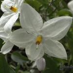Solanum jasminoides - Jasminblütiger Nachtschatten