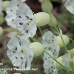 Silene uniflora 'Weisskehlchen' - Silene uniflora 'Weisskehlchen'