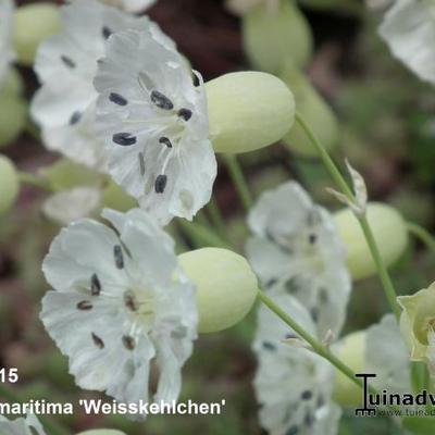 Silene uniflora 'Weisskehlchen' - 