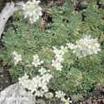 Saxifraga paniculata - Saxifrage paniculée