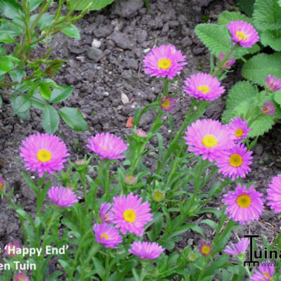 Aster alpinus 'Happy End' - Aster alpinus 'Happy End'