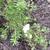 Potentilla fruticosa 'McKay's White'