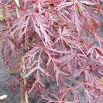 Acer palmatum 'Crimson Queen' - 
