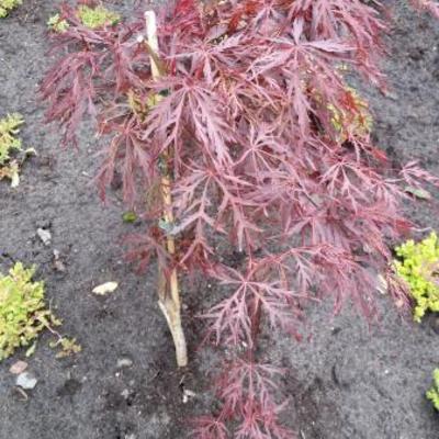 Acer palmatum 'Crimson Queen' - 