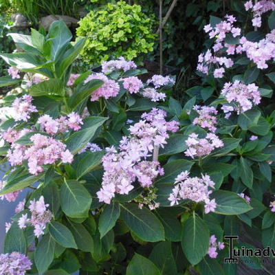 Hydrangea macrophylla 'You & Me ®Forever' - 