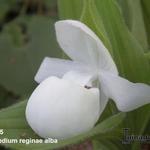 Cypripedium reginae alba - 