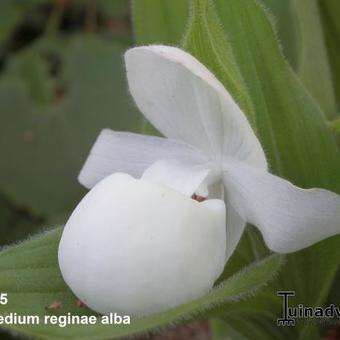 Cypripedium reginae alba