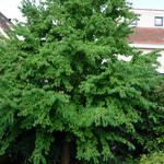 Cercidiphyllum japonicum - Japanischer Kuchenbaum