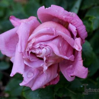 Rosa 'Saint-Exupery'