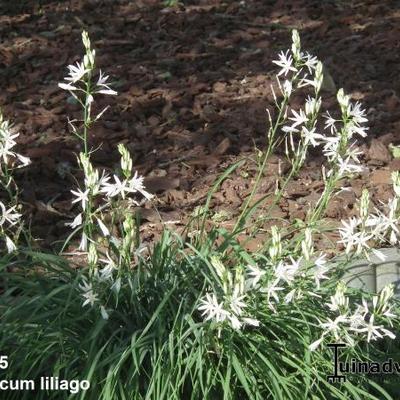 Traubige Graslilie - Anthericum liliago
