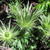 Eryngium alpinum