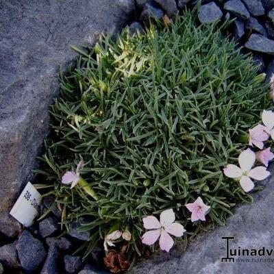 Dianthus microlepis 'Alba' - 