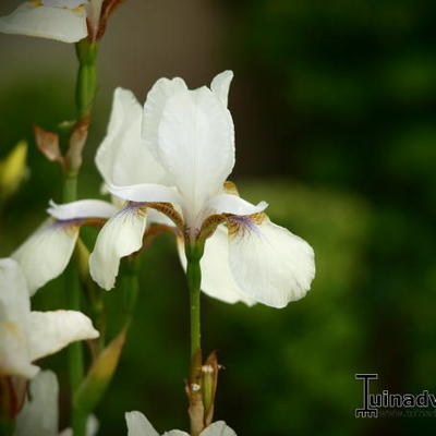 Iris sibirica 'Snow Prince' - 