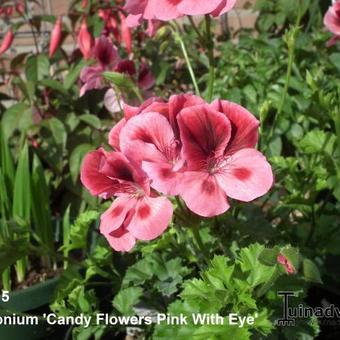 Pelargonium 'CANDY FLOWERS Pink With Eye'