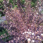 Physocarpus opulifolius - Schneeballblättrige Blasenspiere