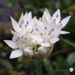 Allium amplectens 'Graceful Beauty' - Allium amplectens 'Graceful Beauty' - 