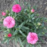 Dianthus  caryophyllus SUNFLOR 'Pink Campari' - Dianthus  caryophyllus SUNFLOR 'Pink Campari' - 