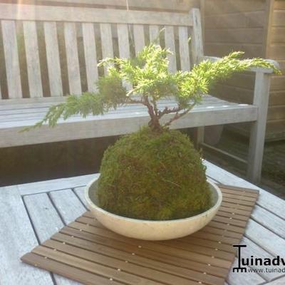 Juniperus squamata 'Blue Swede'  - 