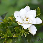 Gardenia jasminoides 'Kleim's Hardy' - 