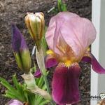 Iris germanica 'Indian Chief' - 