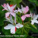 Pelargonium x hortorum 'Vectis Glitter' (stellartype) - 