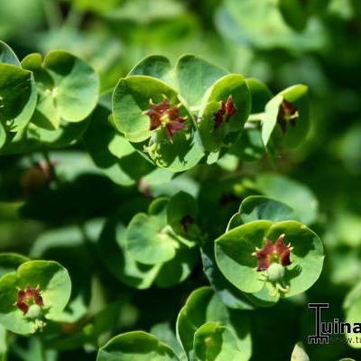 Euphorbia x martinii 'Baby Charm' - 