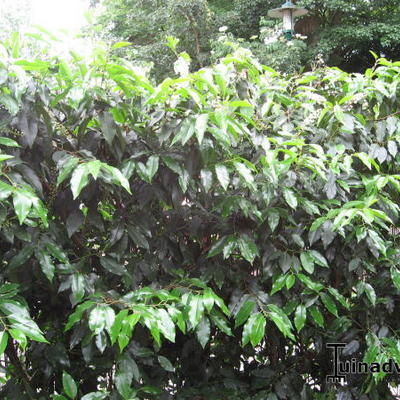 Prunus lusitanica 'Angustifolia' - Prunus lusitanica 'Angustifolia'