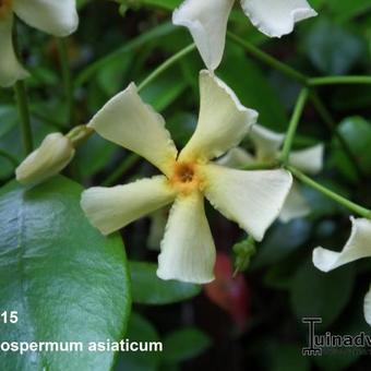Trachelospermum asiaticum